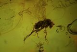 Fossil Springtail (Collembola) & Fly (Diptera) In Baltic Amber #72208-2